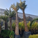 Wild Date Palm, Phoenix sylvestris