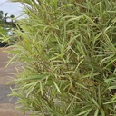 Varigated bamboo, Pleioblastus shibuyanus