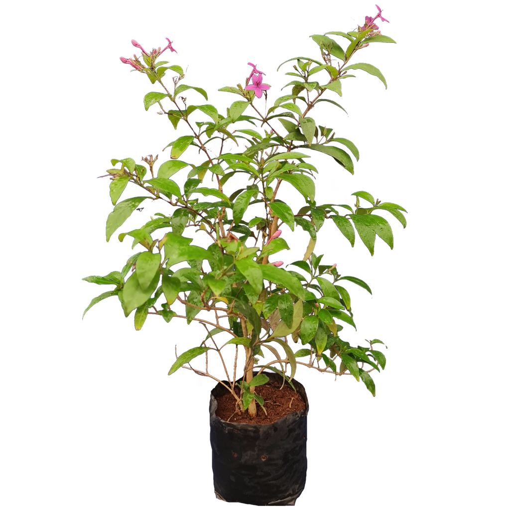 Shooting Star, purple star, Pseuderanthemum laxiflorum