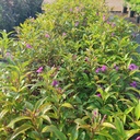 Shooting Star, purple star, Pseuderanthemum laxiflorum