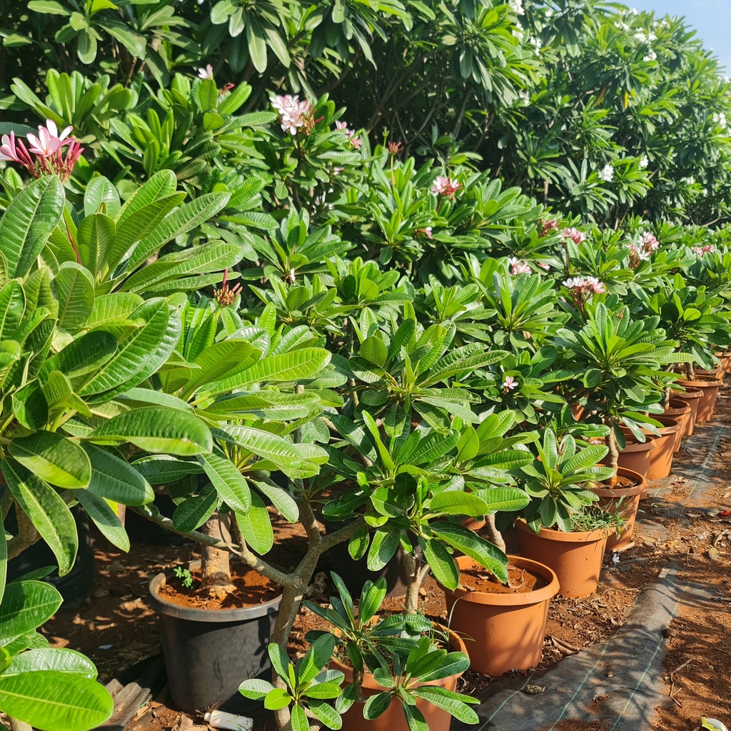 Champa, Plumeria Singapore dwarf
