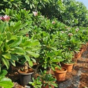 Champa, Plumeria Singapore dwarf