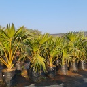 Yellow latan Palm, Latania verschaffeltii