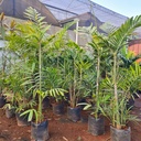 Macarthur palm, clumping kentia, Ptychosperma Macarthuri