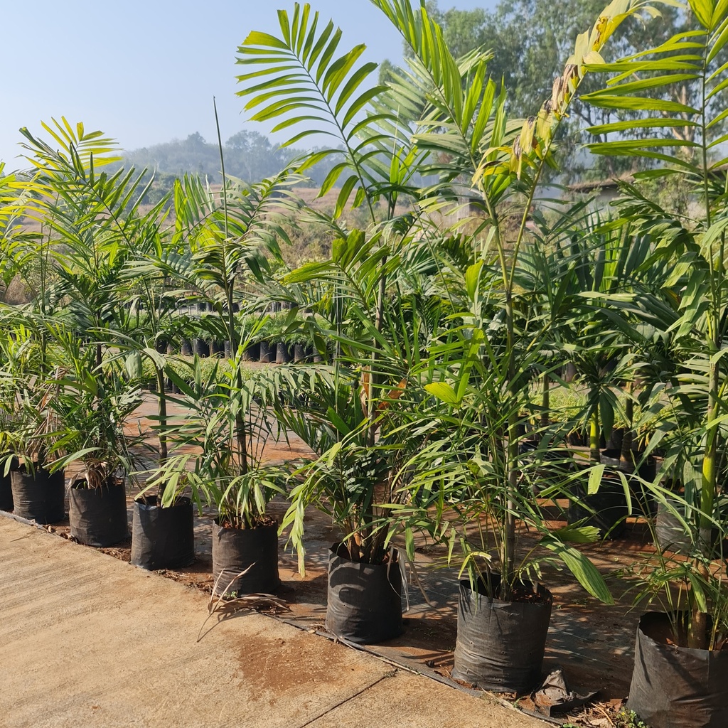 Macarthur palm, clumping kentia, Ptychosperma Macarthuri