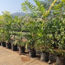 Macarthur palm, clumping kentia, Ptychosperma Macarthuri