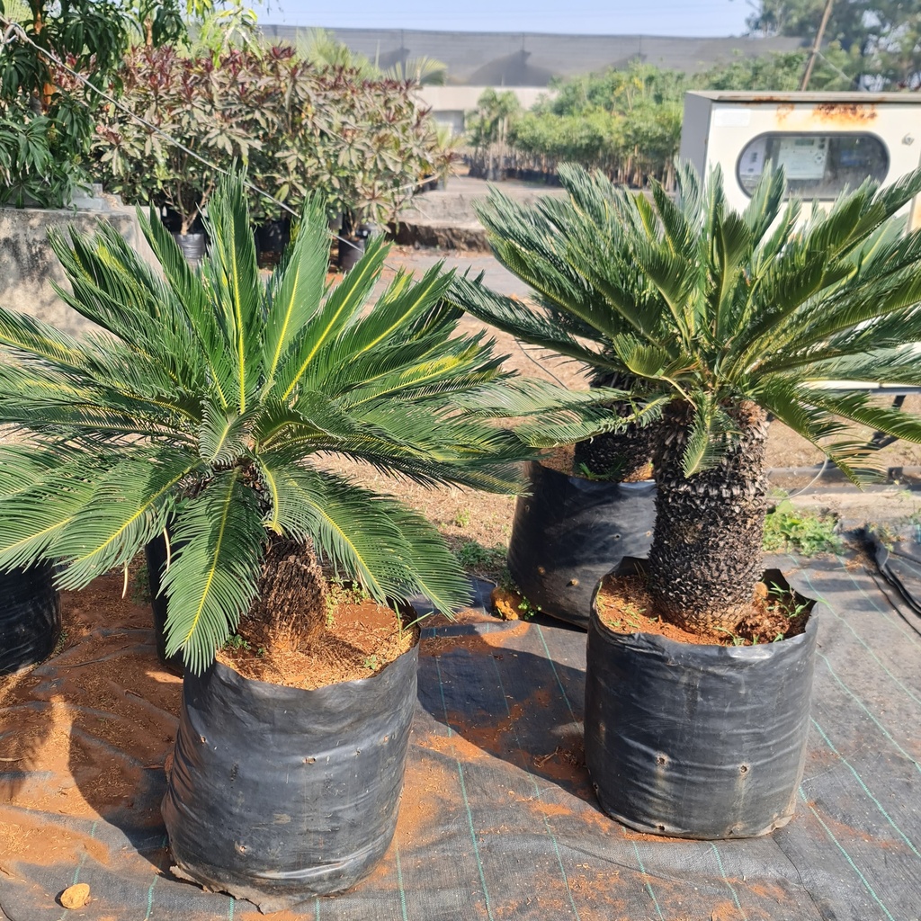 Sago palm, Cycas revoluta