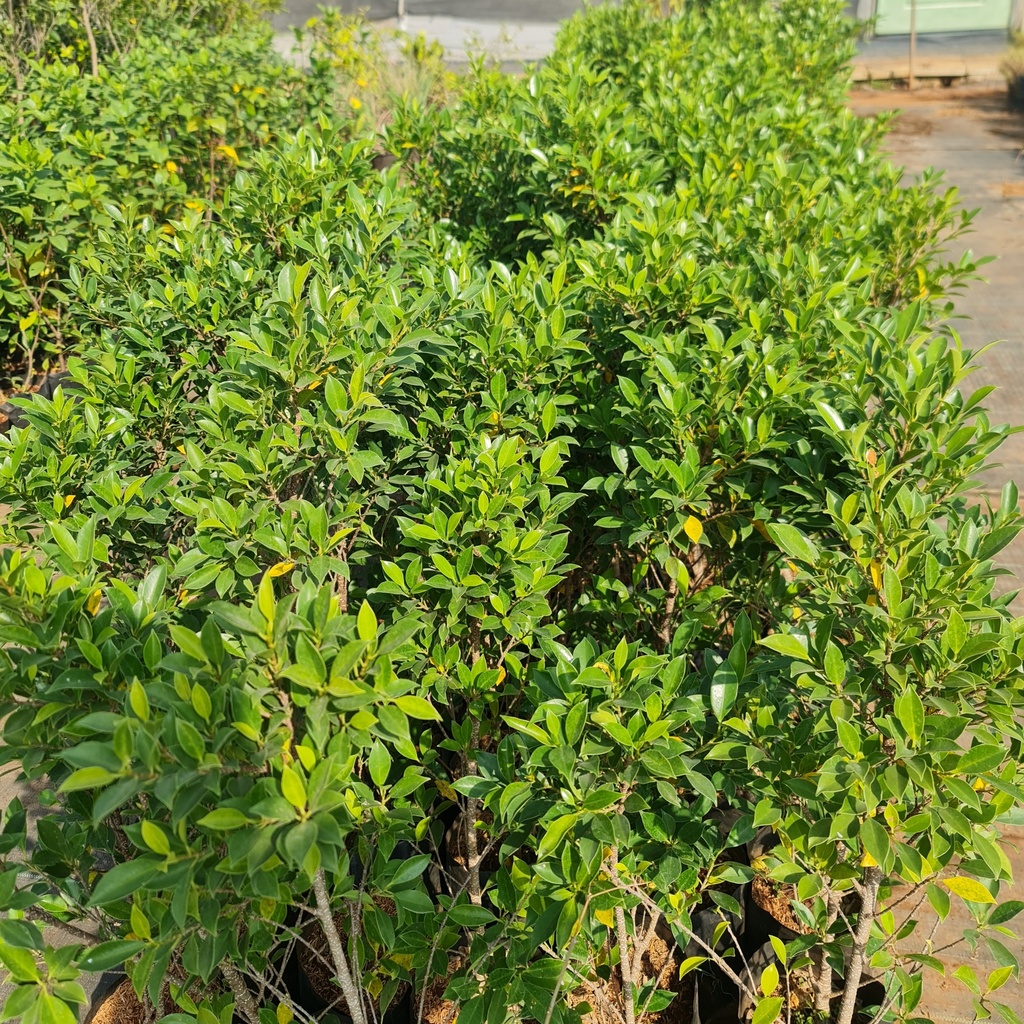 Ficus microcarpa