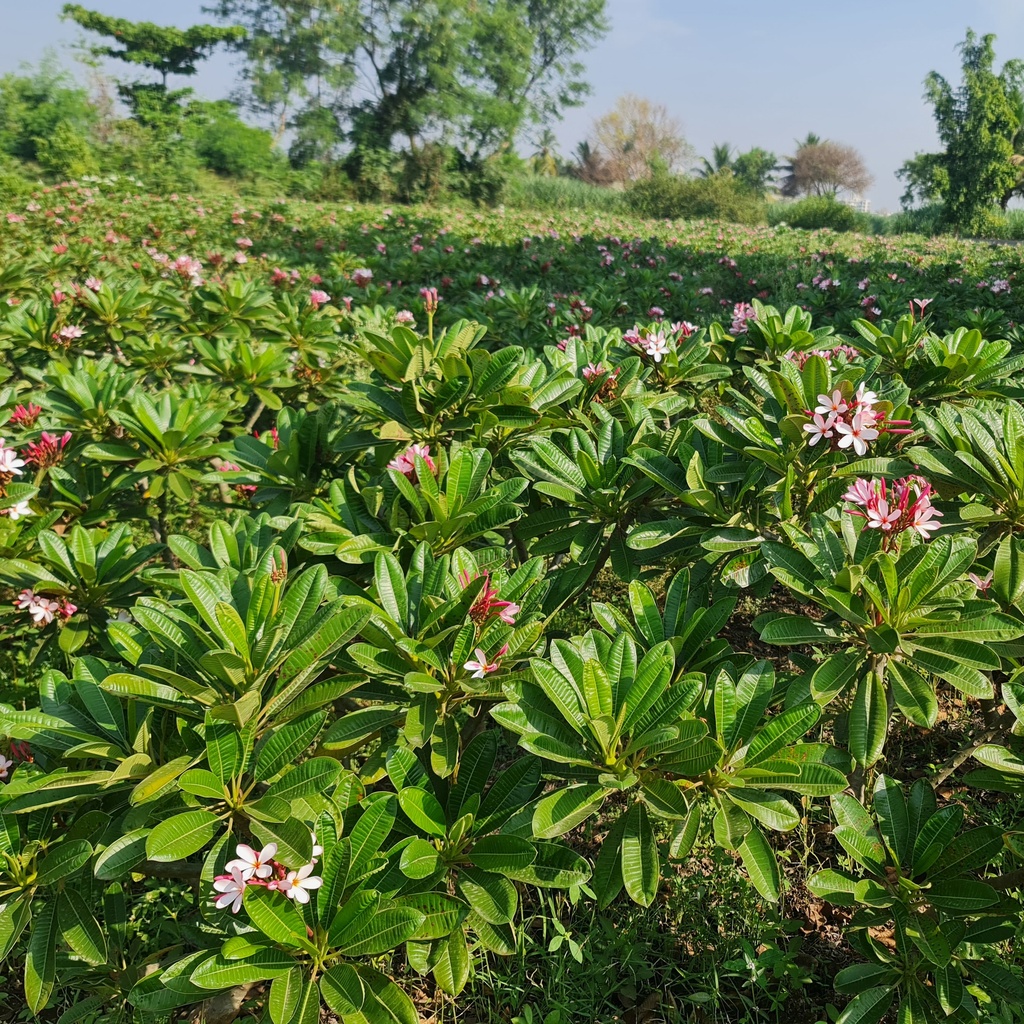 Champa, Plumeria Singapore dwarf