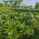 Champa, Plumeria Singapore dwarf
