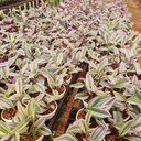 Tradescantia albiflora ‘Nanouk’