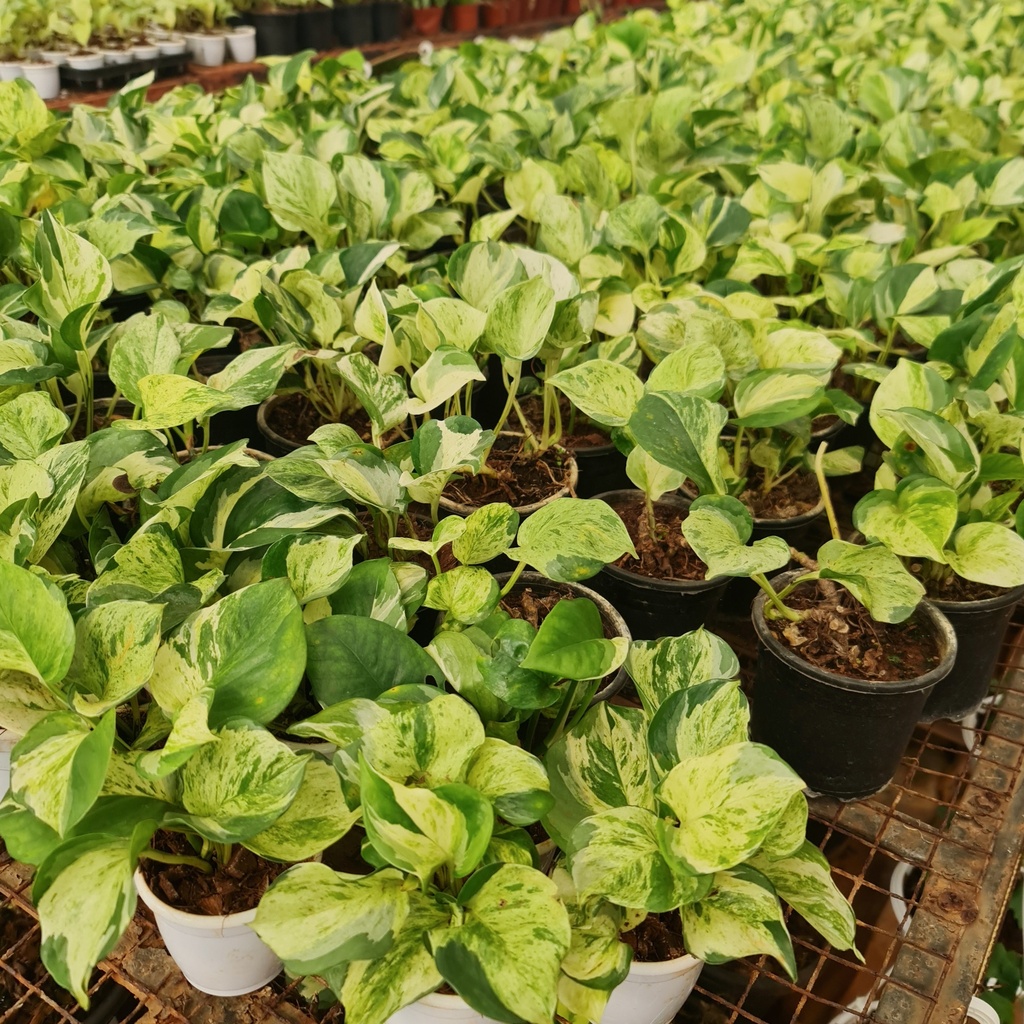 Epipremnum aureum 'Manjula'