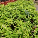 Spotted dracena, Dracena Surculosa