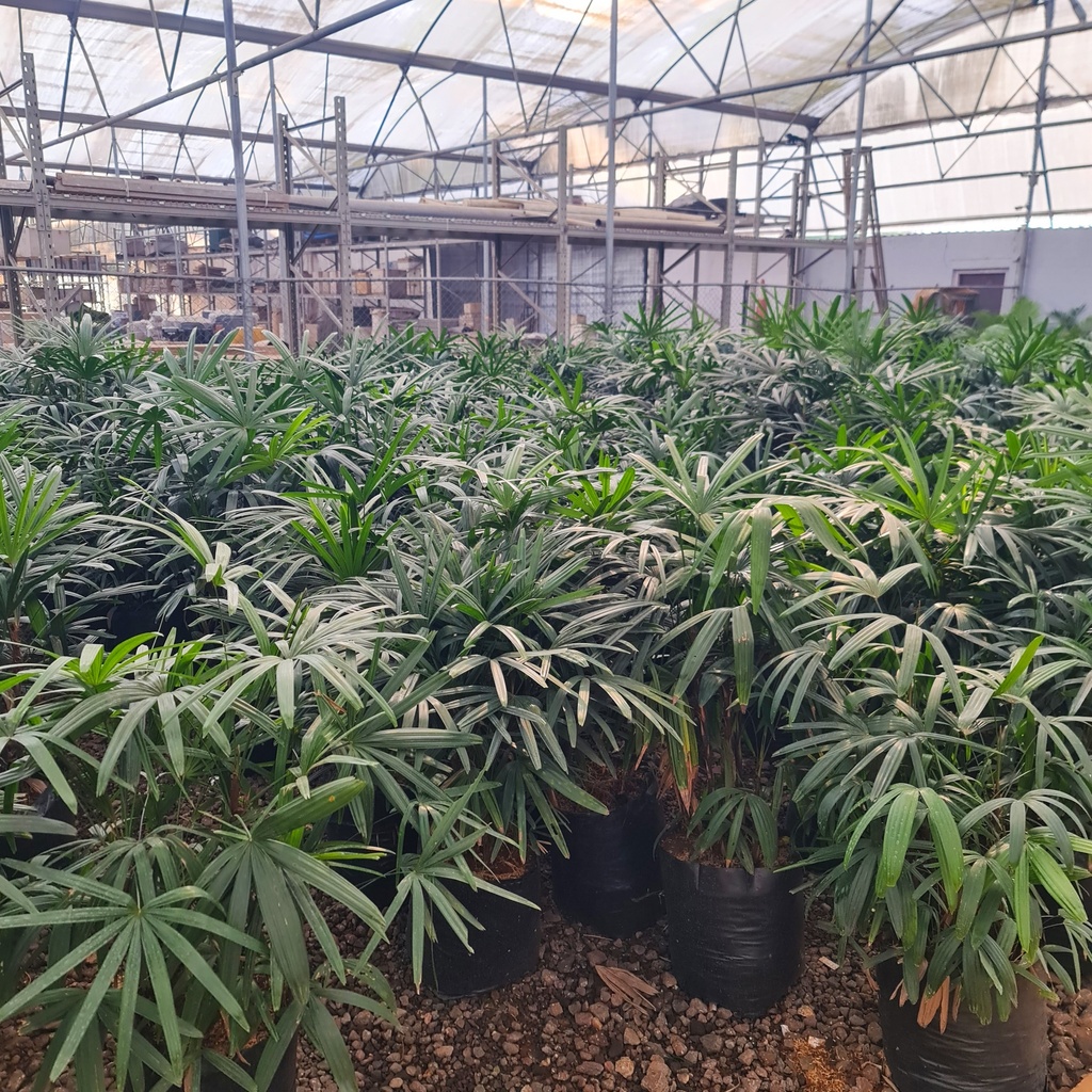 Lady palm, Rhapis Excelsa