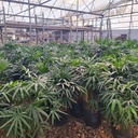 Lady palm, Rhapis Excelsa