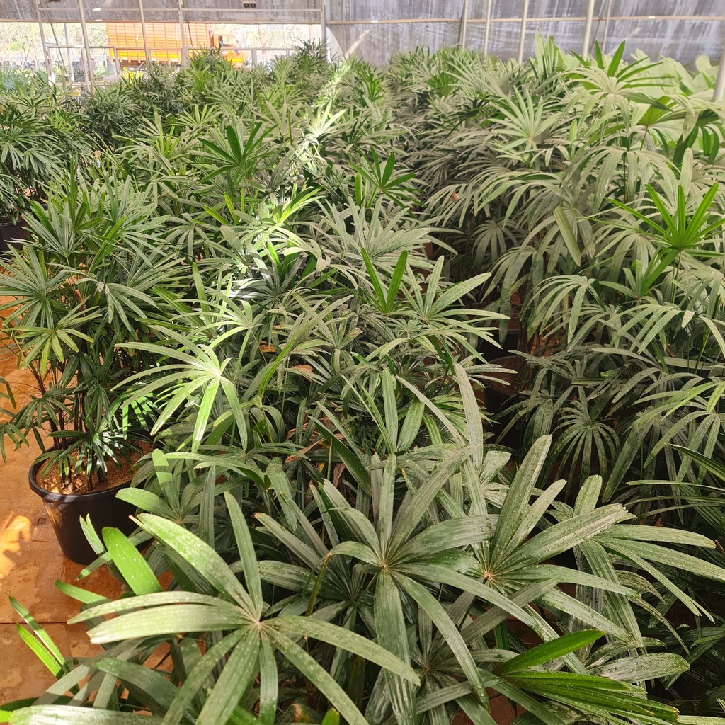 Lady palm, Rhapis Excelsa