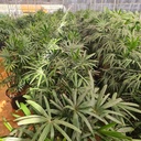 Lady palm, Rhapis Excelsa