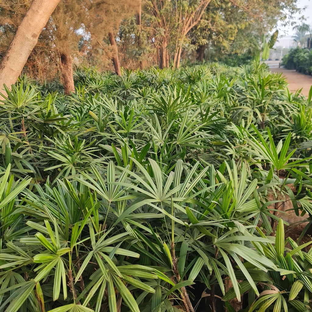 Lady palm, Rhapis Excelsa