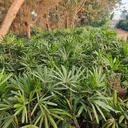 Lady palm, Rhapis Excelsa