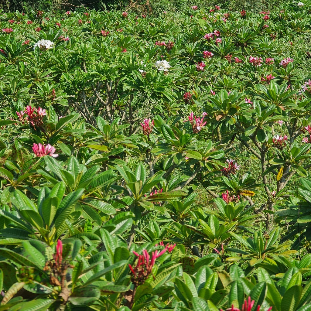 Champa, Plumeria Singapore dwarf