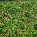 Champa, Plumeria Singapore dwarf