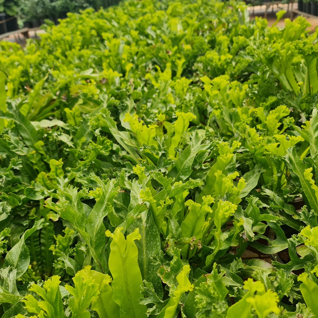 Bird's nest fern 'Leslie', Asplenium antiquum'Leslie'