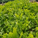 Bird's nest fern 'Leslie', Asplenium antiquum'Leslie'