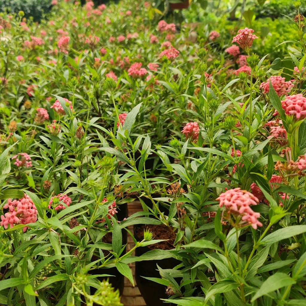 Bush penta, Panama rose, Rondeletia leucophylla