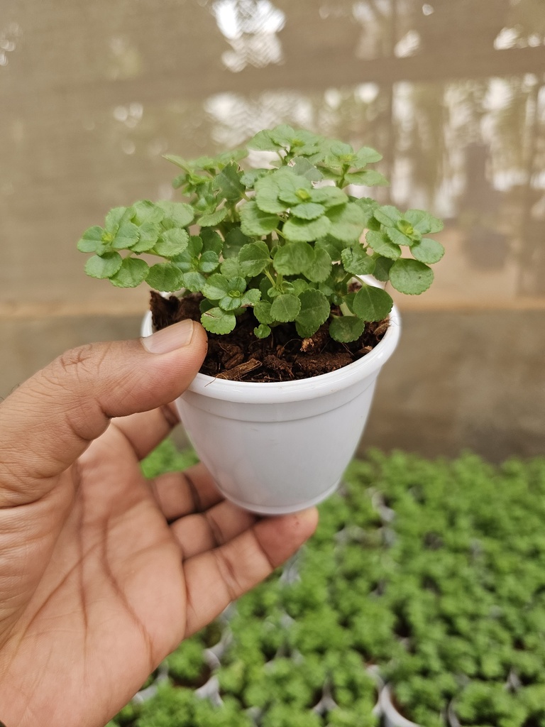 Pilea glossy, Pilea espresso
