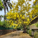 Bahava, Golden shower, Indian laburnum, Cassia fistula