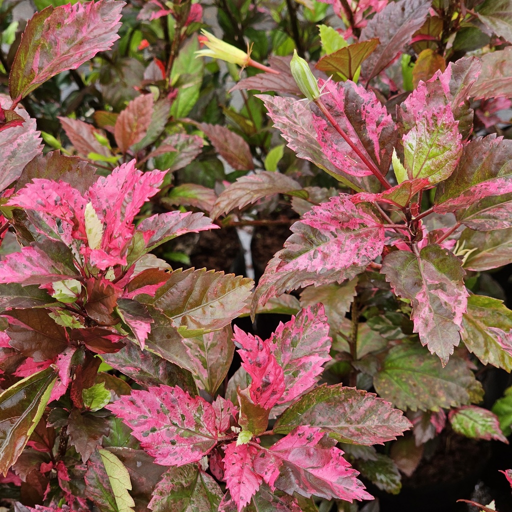 Jaswand, Hibiscus rose flakes