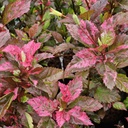 Jaswand, Hibiscus rose flakes