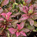 Jaswand, Hibiscus rose flakes