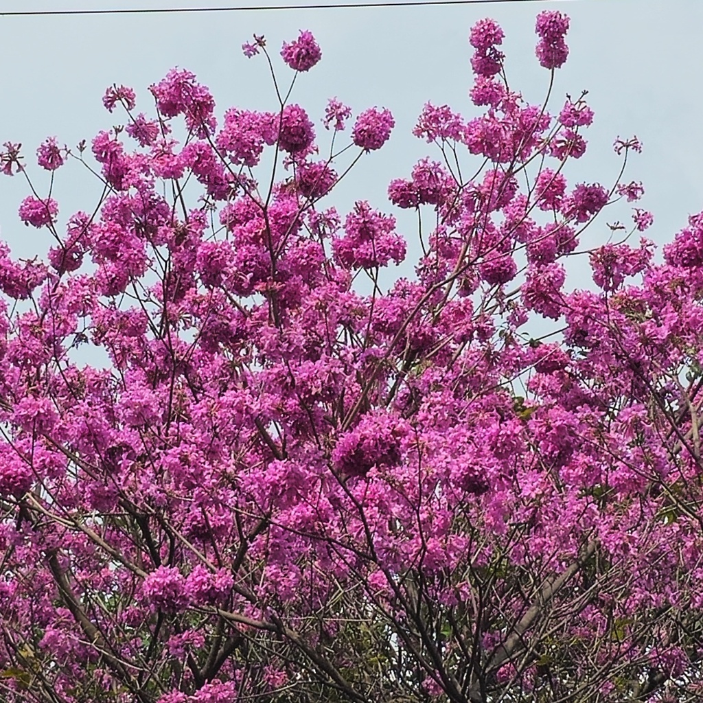 Pink trumpet tree,Tabebuia avellanedae