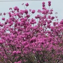 Pink trumpet tree,Tabebuia avellanedae
