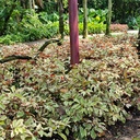 Laila Majnu, Chinese Croton, Excoecaria cochinchinensis varigated 