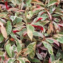 Laila Majnu, Chinese Croton, Excoecaria cochinchinensis varigated 
