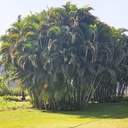 Areca palm, Dypsis lutescens