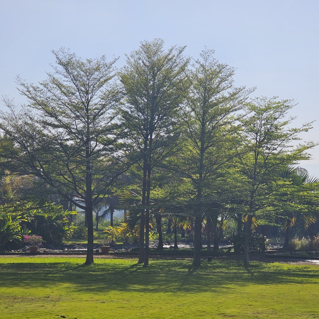Madagascar almond, Terminalia mantaly