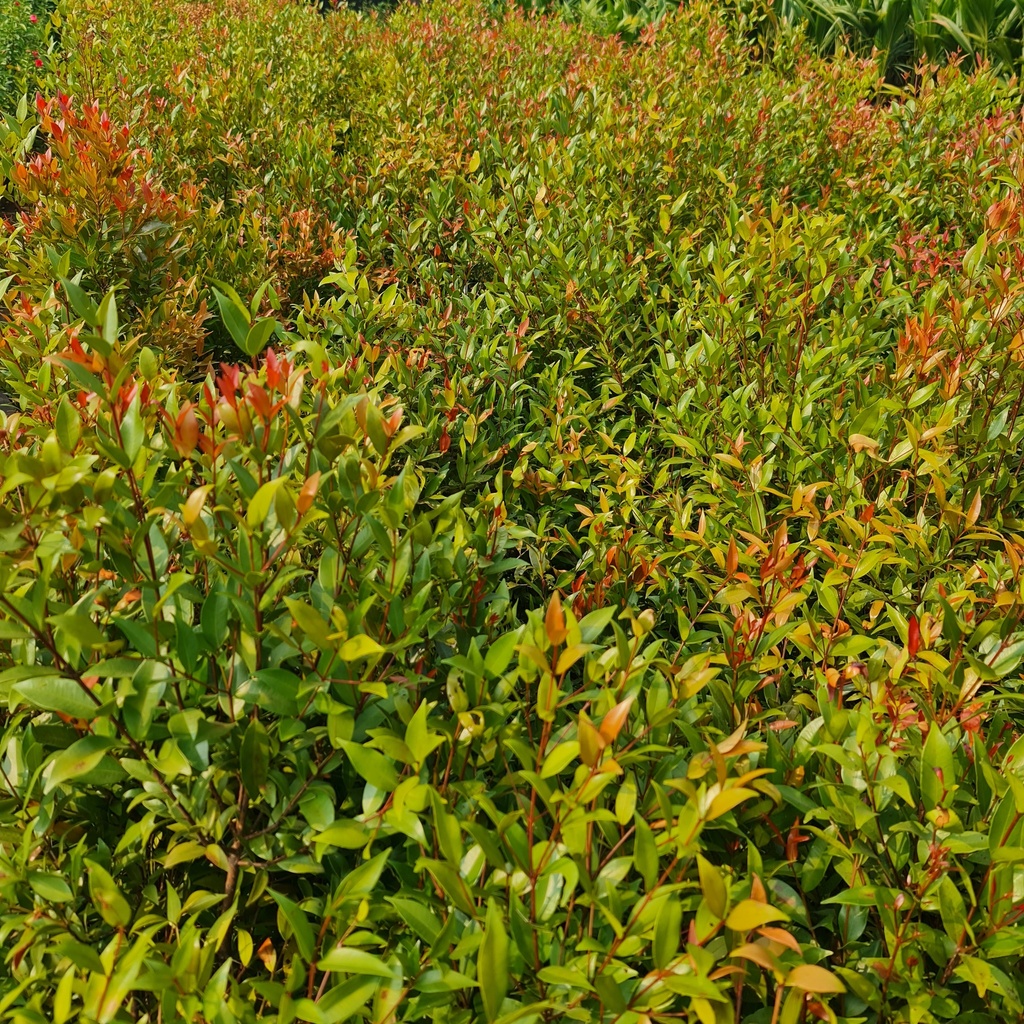 Christina, Syzygium companulatum