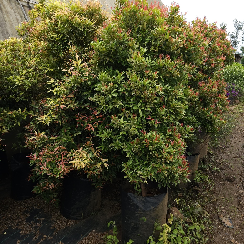 Christina, Syzygium companulatum