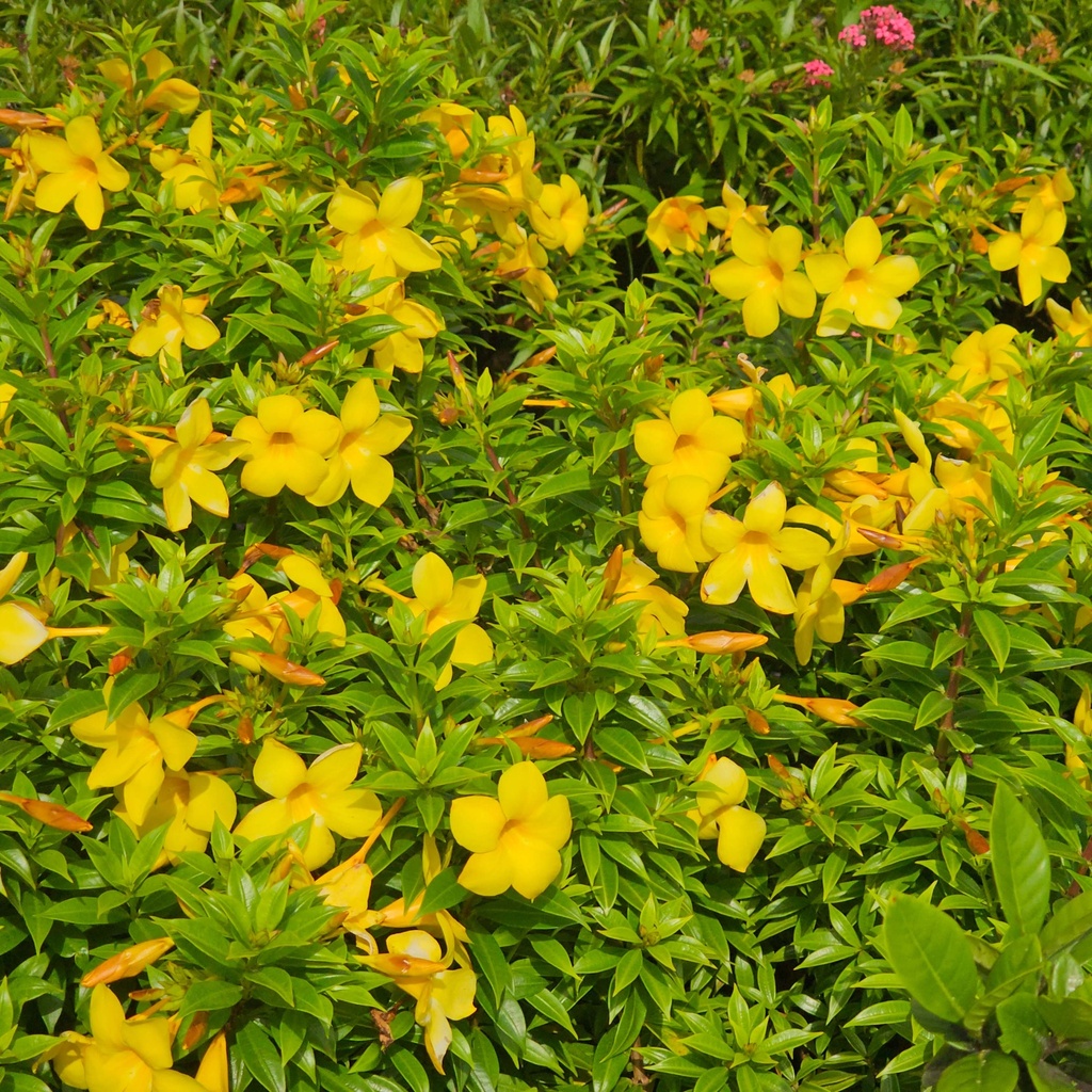 Bush allamanda, Allamanda schottii compacta