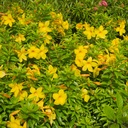 Bush allamanda, Allamanda schottii compacta