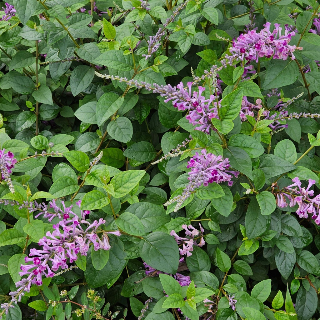 Butterfly bush, Buddleja davidii