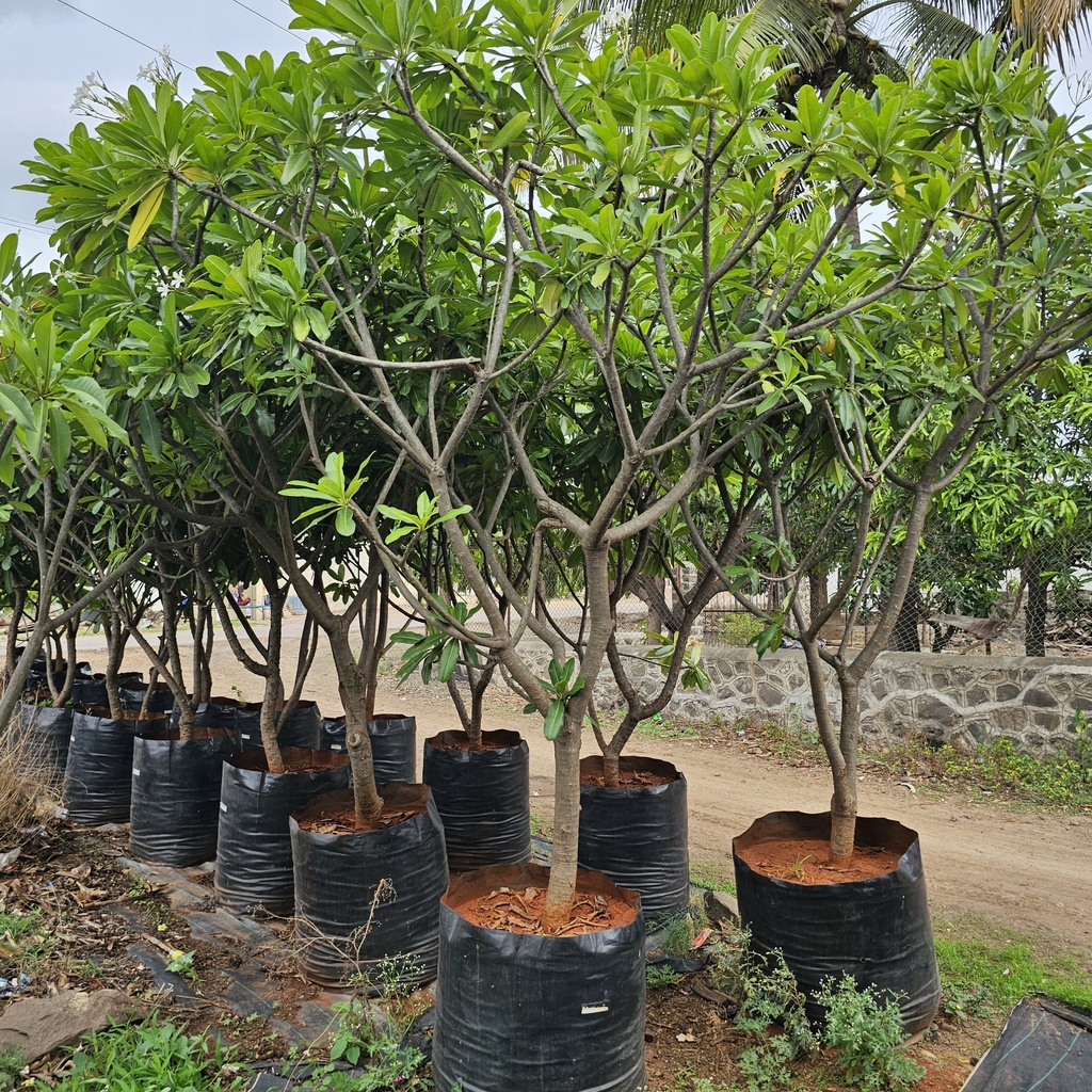 Champa, White Frangipani, Plumeria alba