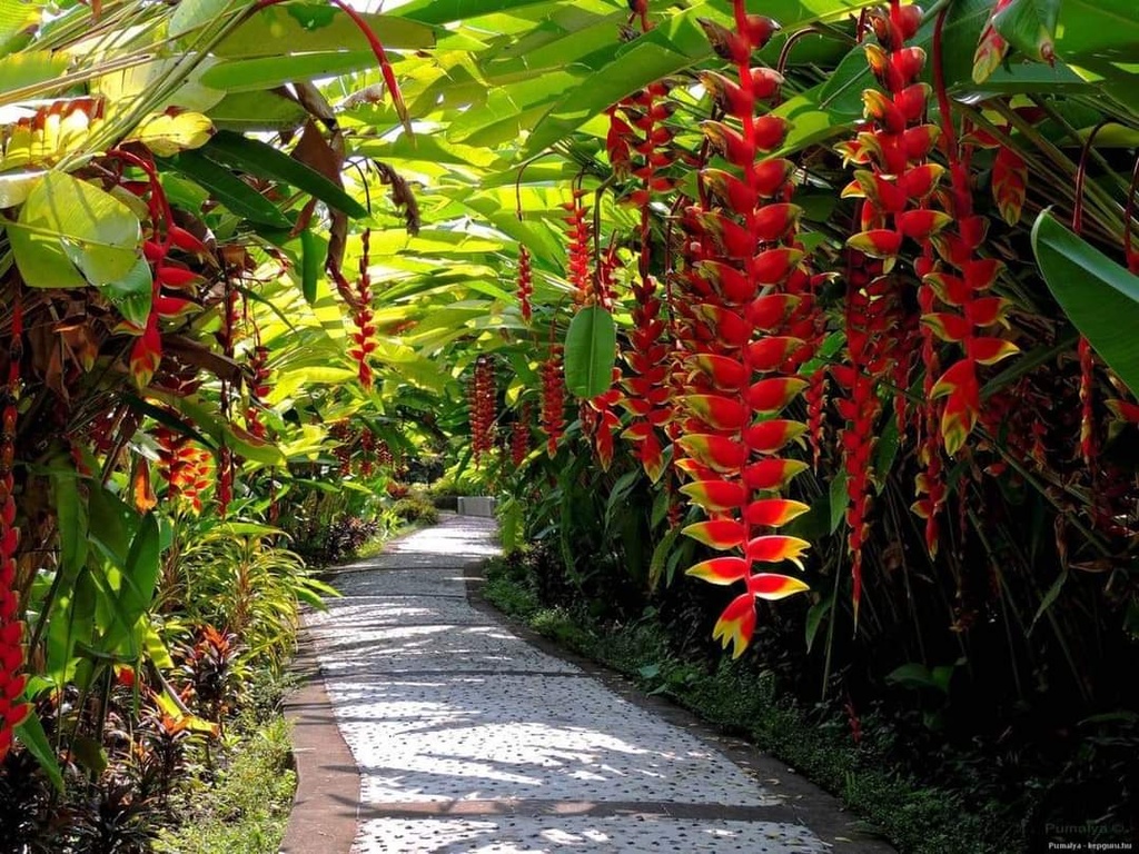 Hanging lobster claw, Heliconia rostrata