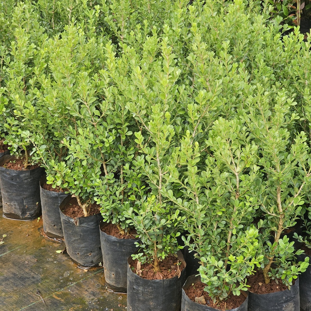 Boxwood, Buxus bodinieri