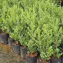 Boxwood, Buxus bodinieri