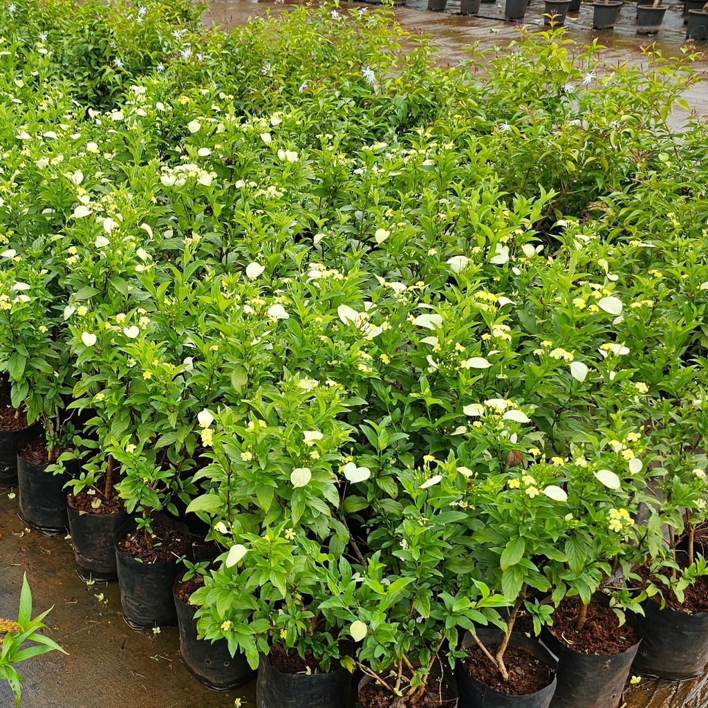 Mussaenda Lutea, Yellow Mussaenda , Pseudomussaenda flava