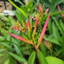 Lady diana, Heliconia psittacorum lady diana